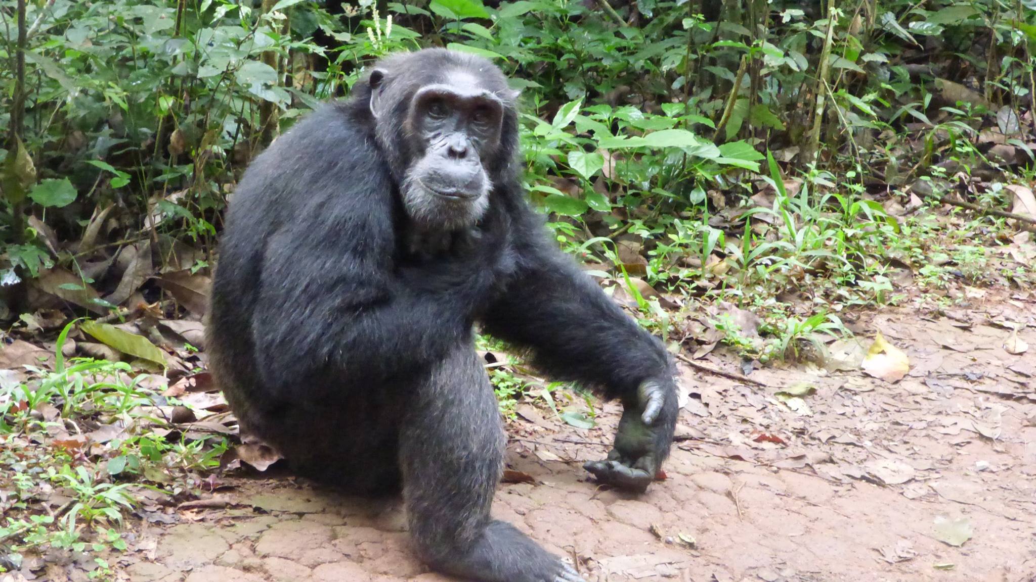 1 Day Trip Ngamba Island Chimpanzee Sanctuary, Day and overnight visit