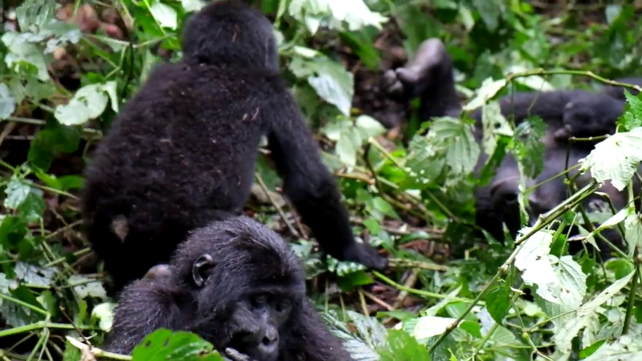 2 Days Bwindi gorilla trekking Uganda Safari