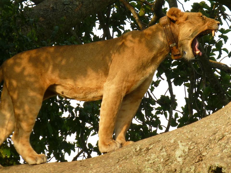 2 Days Tree Climbing Lions Queen Elizabeth National Park