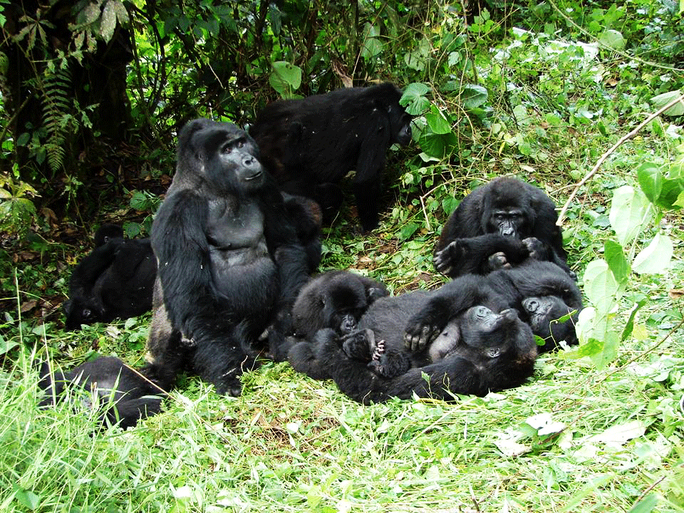 Bwindi_Impenetrable_National_Park