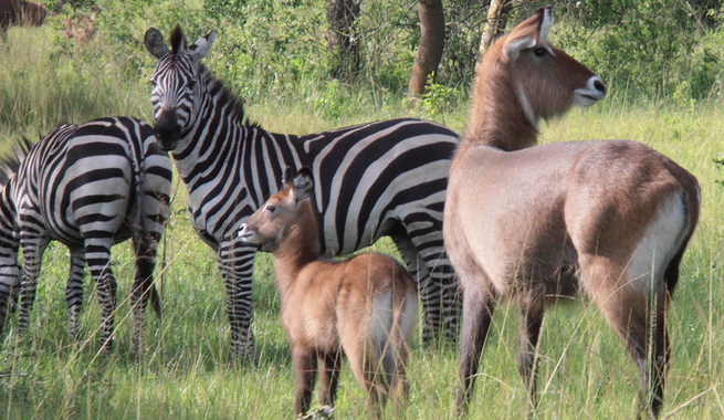 1 Day Lake Mburo National Park