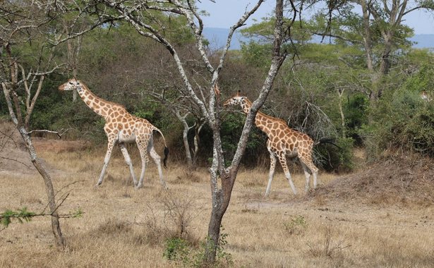 Giraffes Wildlife animals in Africa Savannah