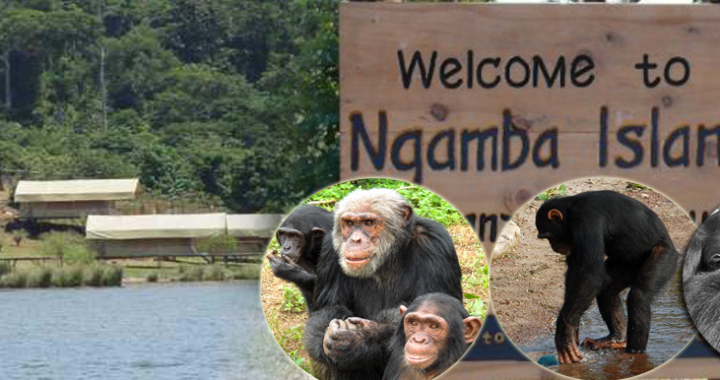Ngamba Island a home to Orphaned Chimpanzees