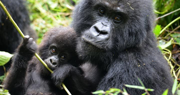 6 Days Gorillas Rwanda Mountain Gorilla Tracking