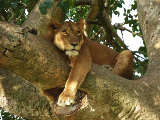 3-days-Queen-elizabeth-Mburo-National-Park-Uganda-tour