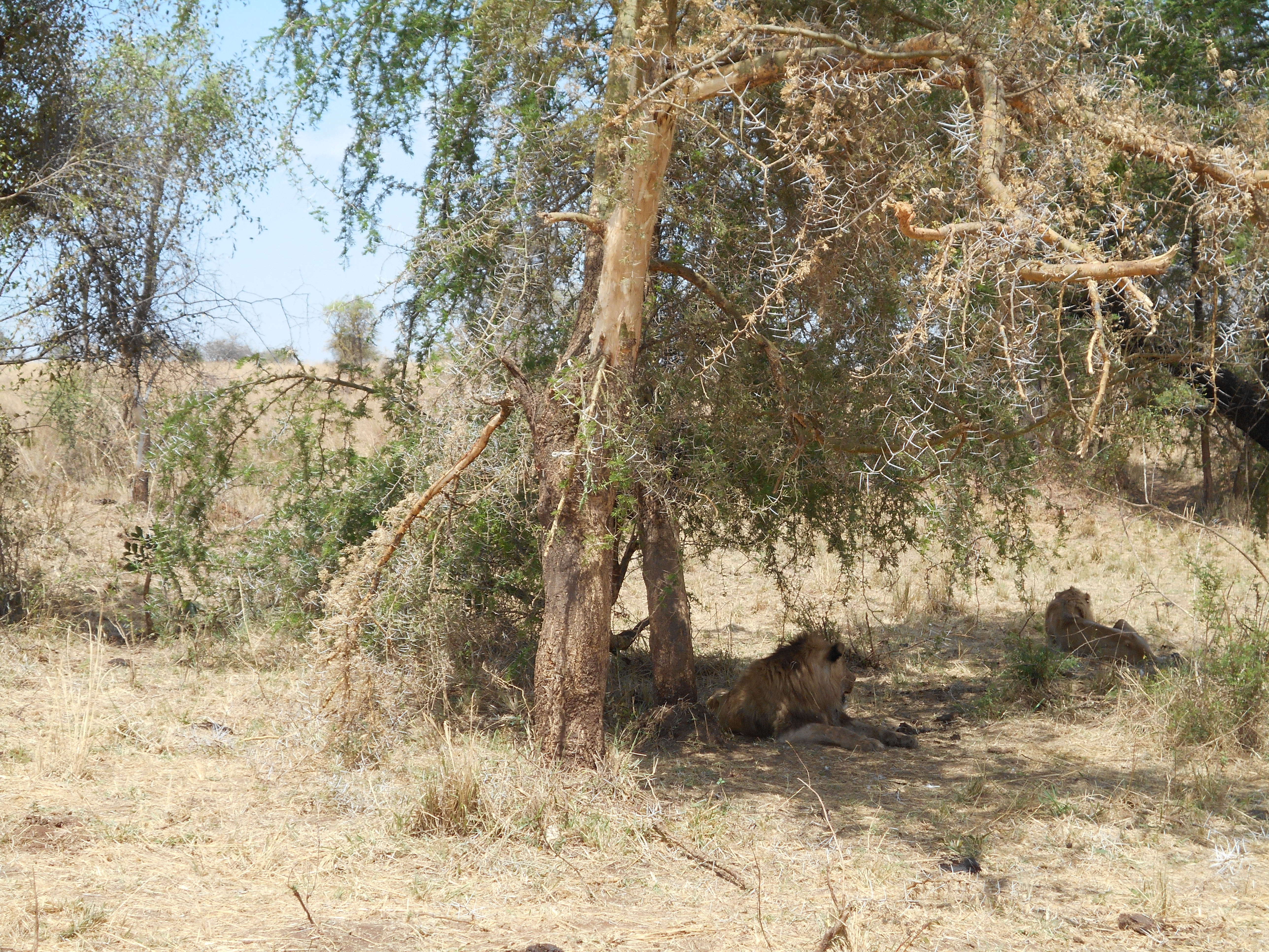 4 days Kidepo Valley National Park wildlife safari