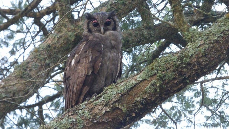 7 Days Birding Uganda Safari , bird watching safari