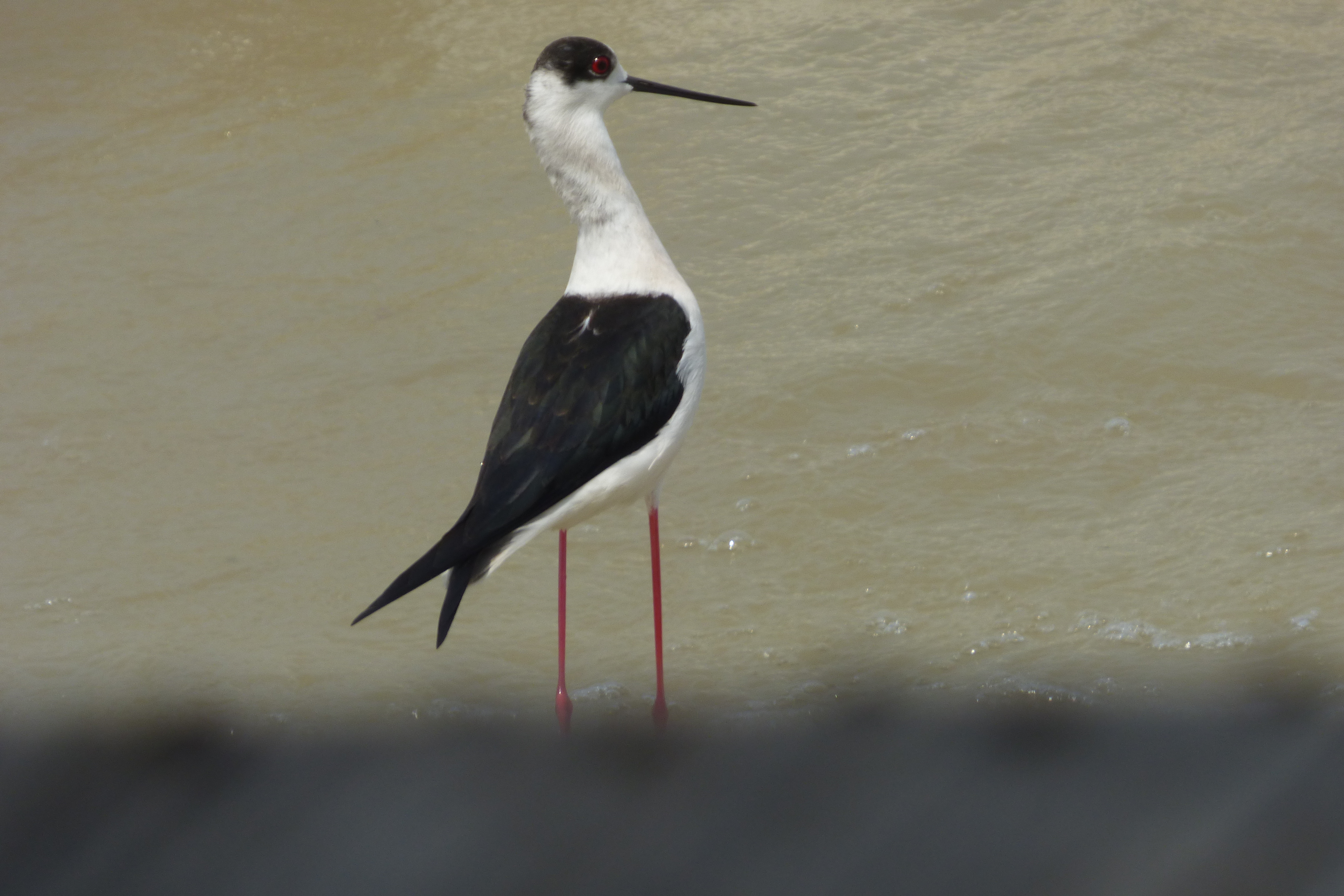 1 day Birding Uganda Safari, Bird watching tour