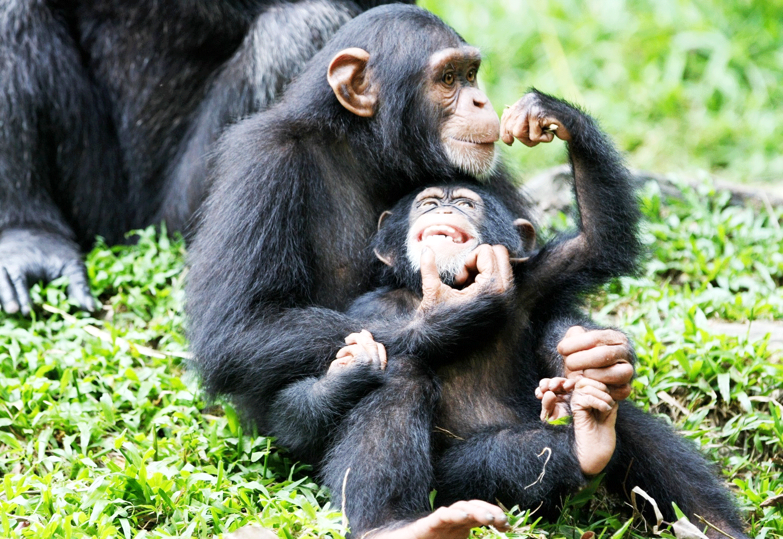 Uganda Mammals Africa’s best Wildlife to Visit