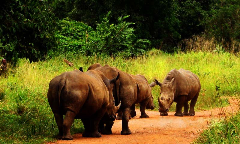Ziwa Rhino Sanctuary, Uganda southern white Rhinos