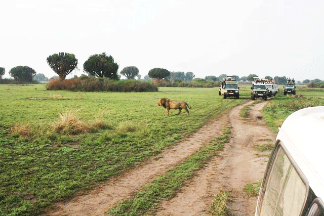 Buligi Game Tracks Murchison falls National Park
