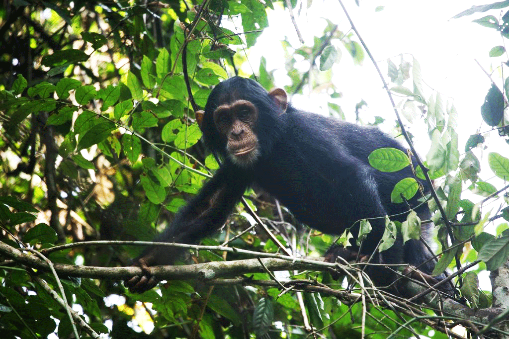 Kaniyo Pabidi Forest Murchison falls National Park