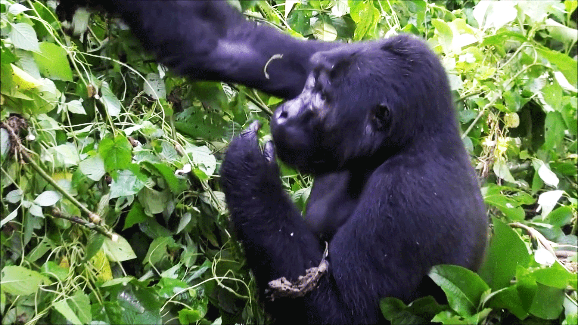 4 days Bwindi Impenetrable forest and Ngamba Island