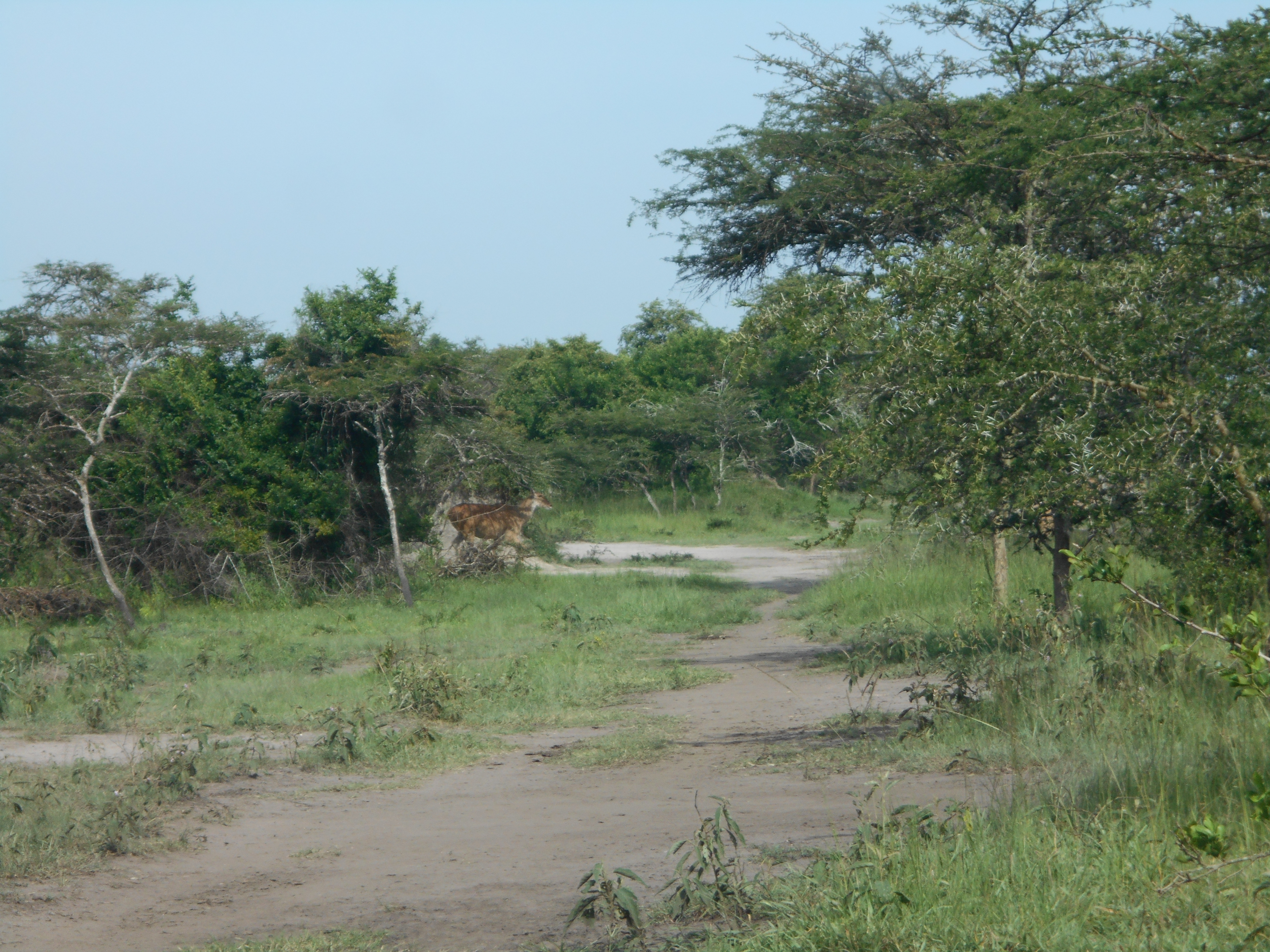 Bugungu Wildlife Reserve Buliisa Region
