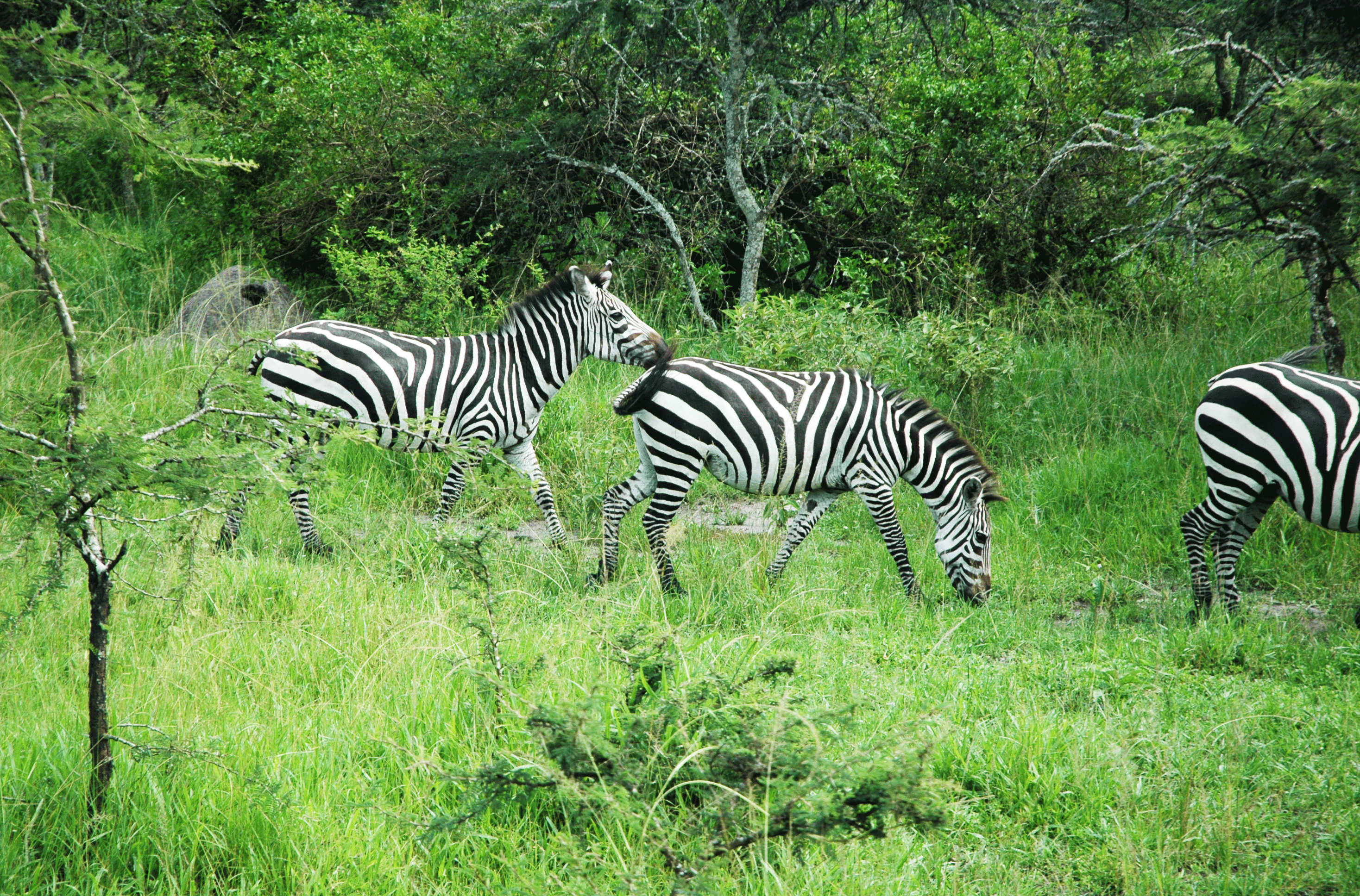 Lake Mburo National Park western Uganda