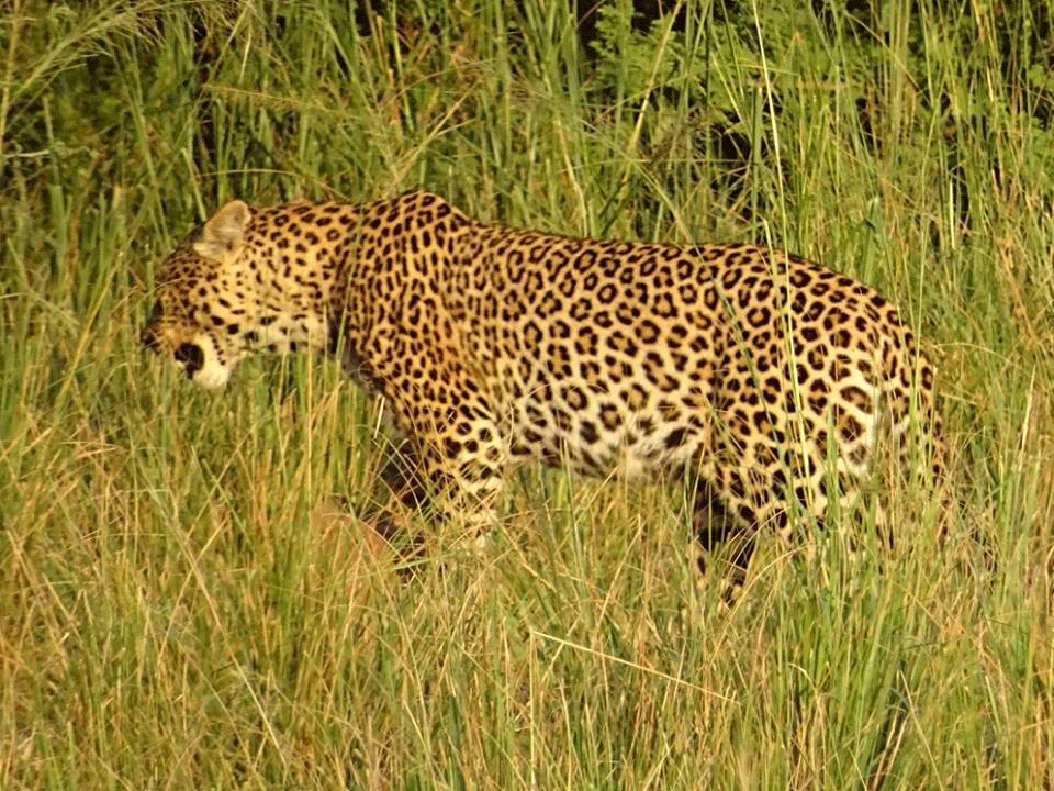 Murchison falls Safaris, Best Murchison National Park tours