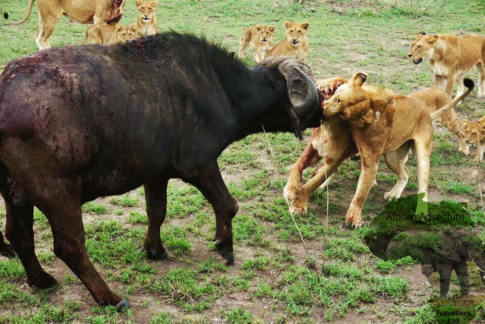 2 days Murchison Falls Safari Uganda