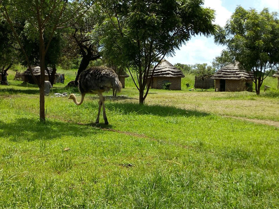 Pian Upe Wildlife Reserve Northern Uganda