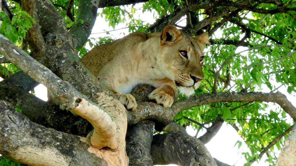 3 Days Queen Elizabeth National Park