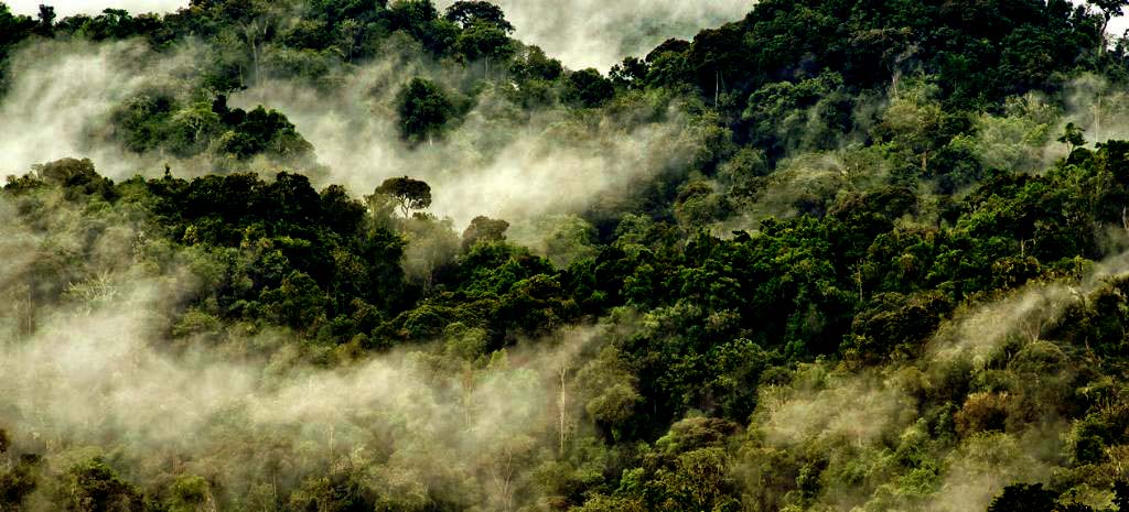Nyungwe forest National Park Rwanda Wildlife
