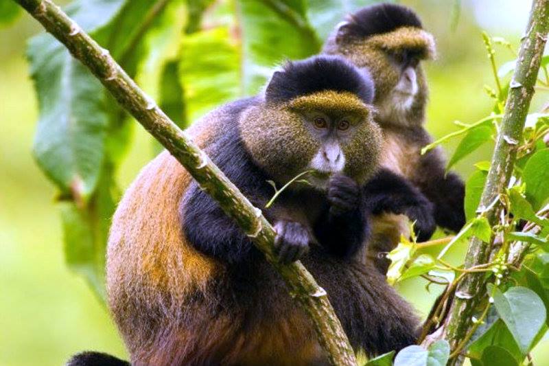 2 Days Golden Monkey Tracking Uganda Rwanda Congo