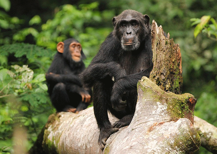 2 days Chimpanzee Tracking Safari Budongo forest