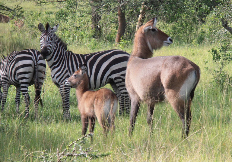2 days mburo national park Western Uganda Safari