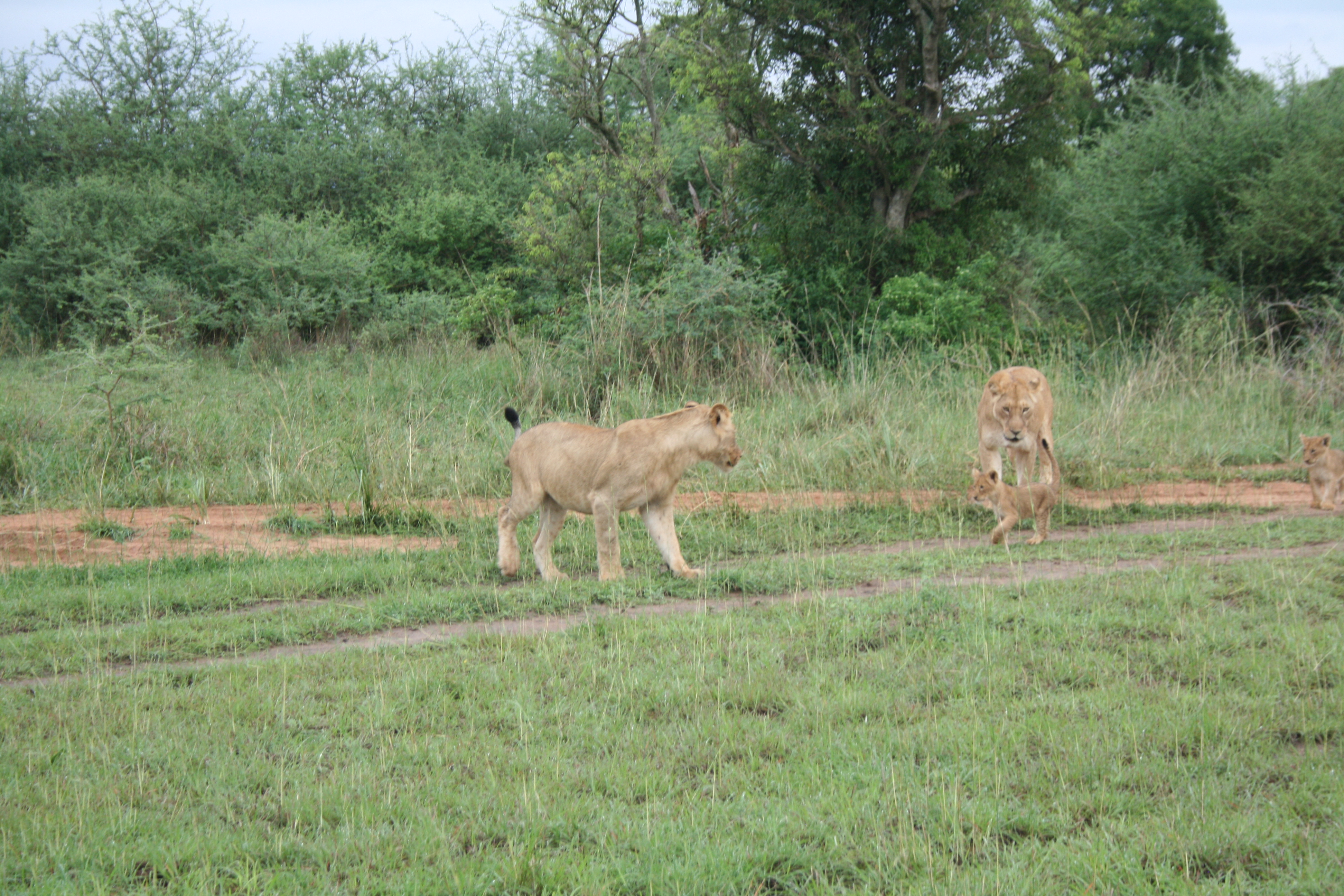 3 Days Akagera National Park Safari