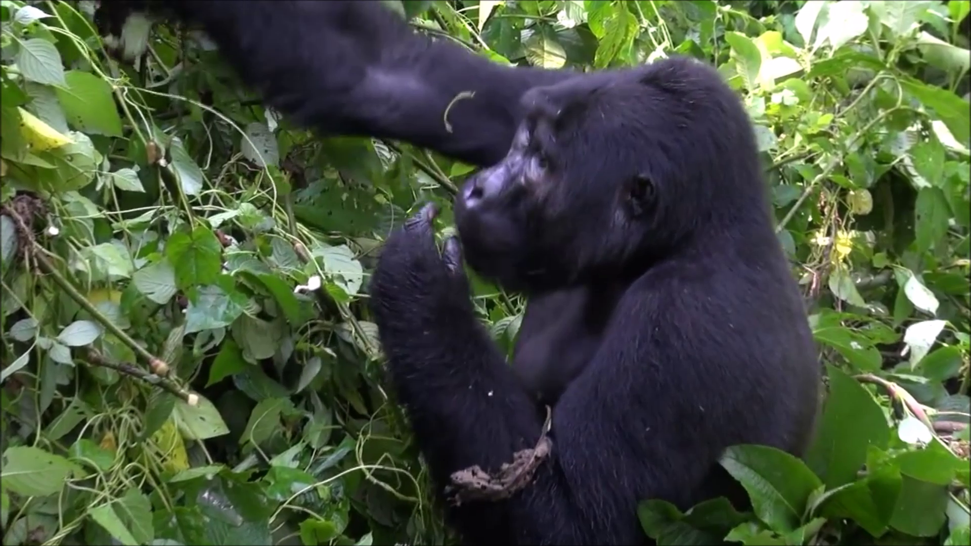 3 Days gorilla tracking bwindi, Lake Bunyonyi