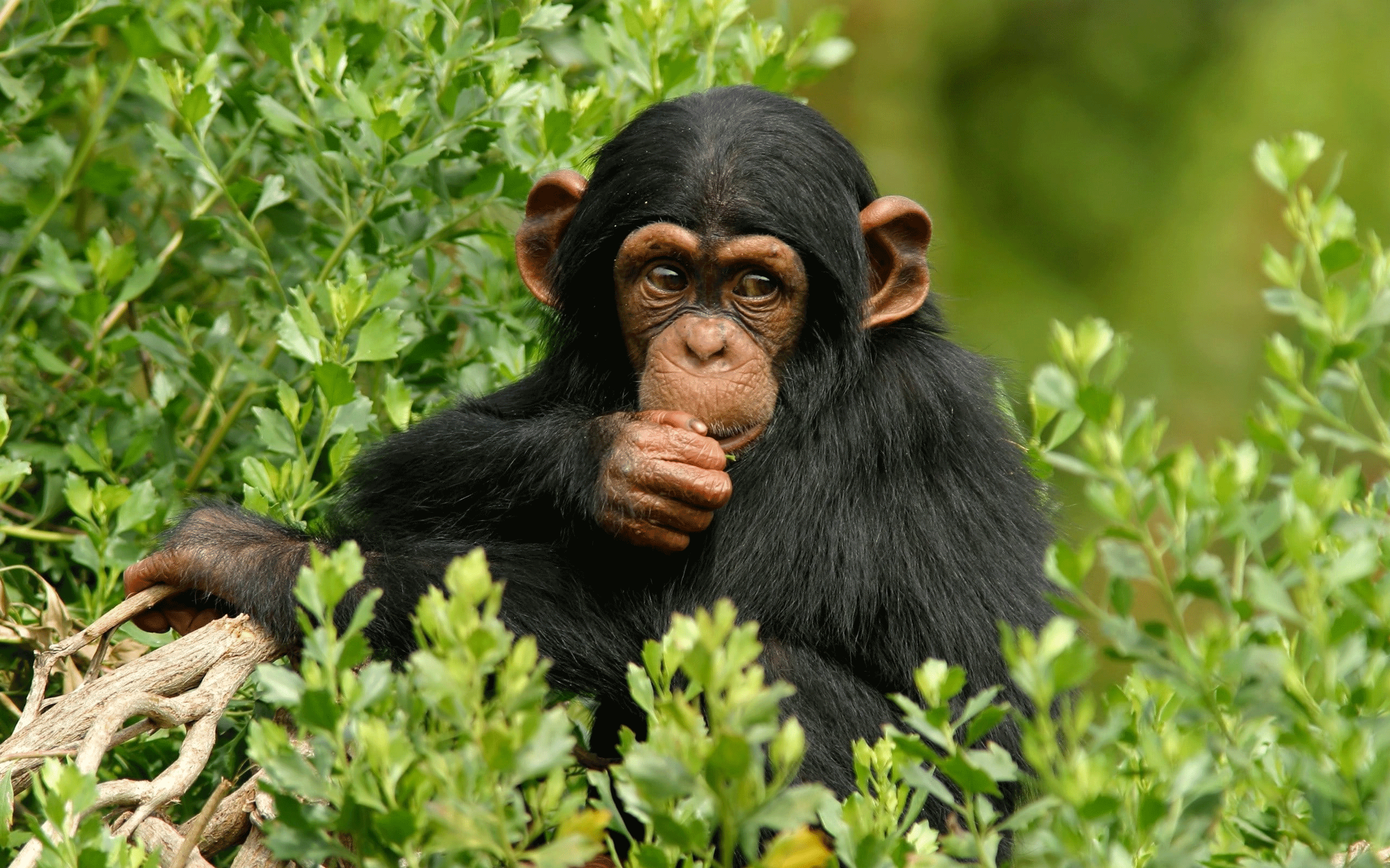 3 days ngamba island tracking chimpanzee Safari