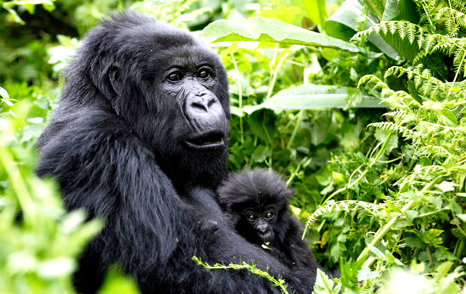 3 days congo Gorilla Trekking Virunga Mountain ranges