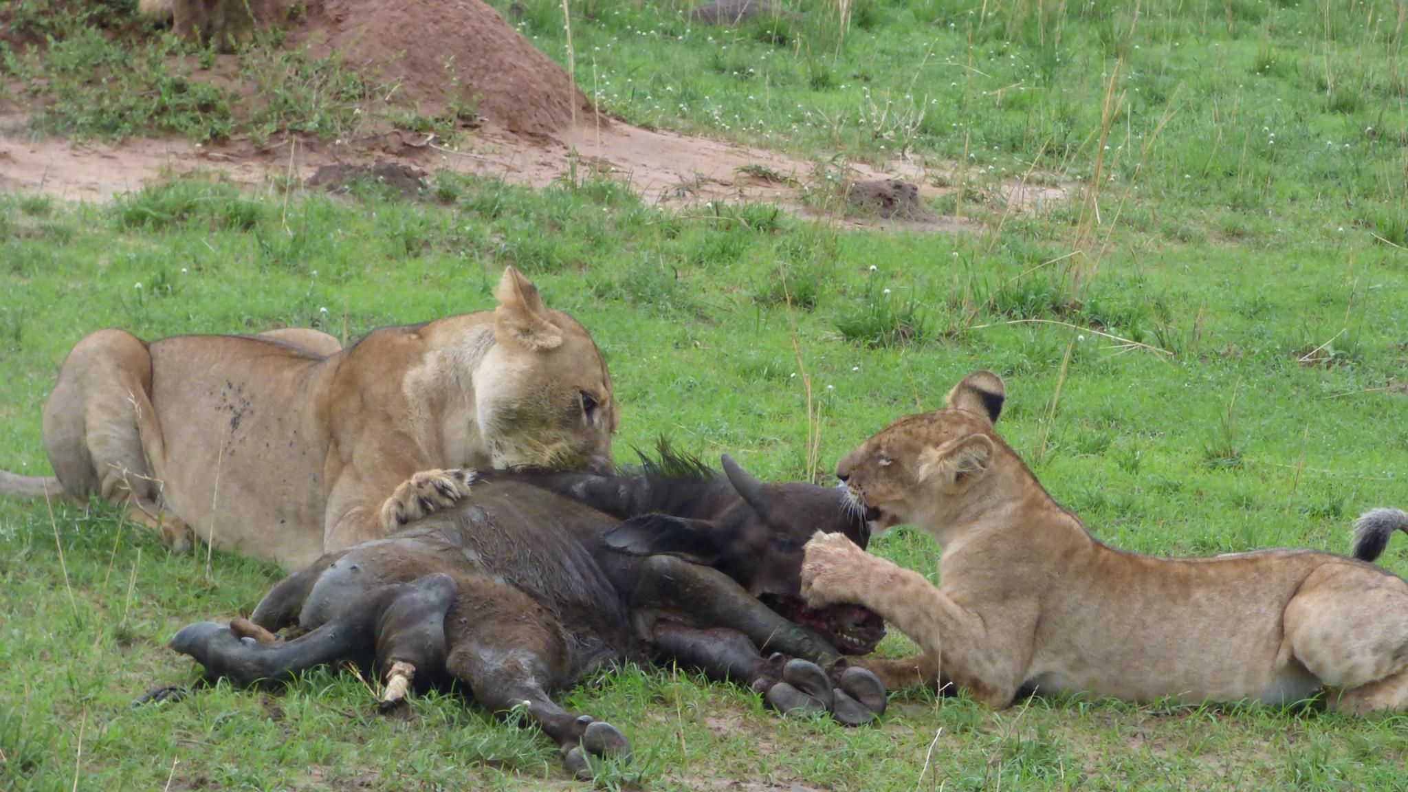 3 days Uganda safari, Kibale National Park, Queen elizabeth National Park