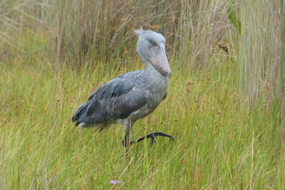 5 days birding Murchison falls national park