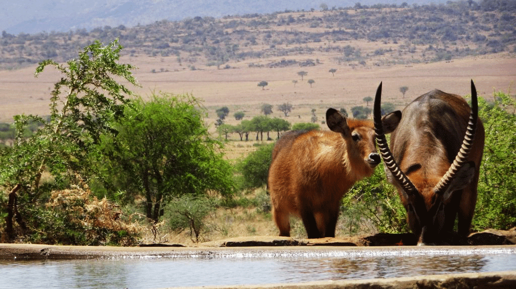 7 days kidepo valley National Park Wildlife Holiday Uganda
