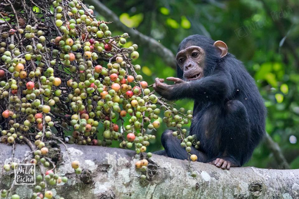 9 days wildlife safari Chimpanzee tracking Uganda Safari
