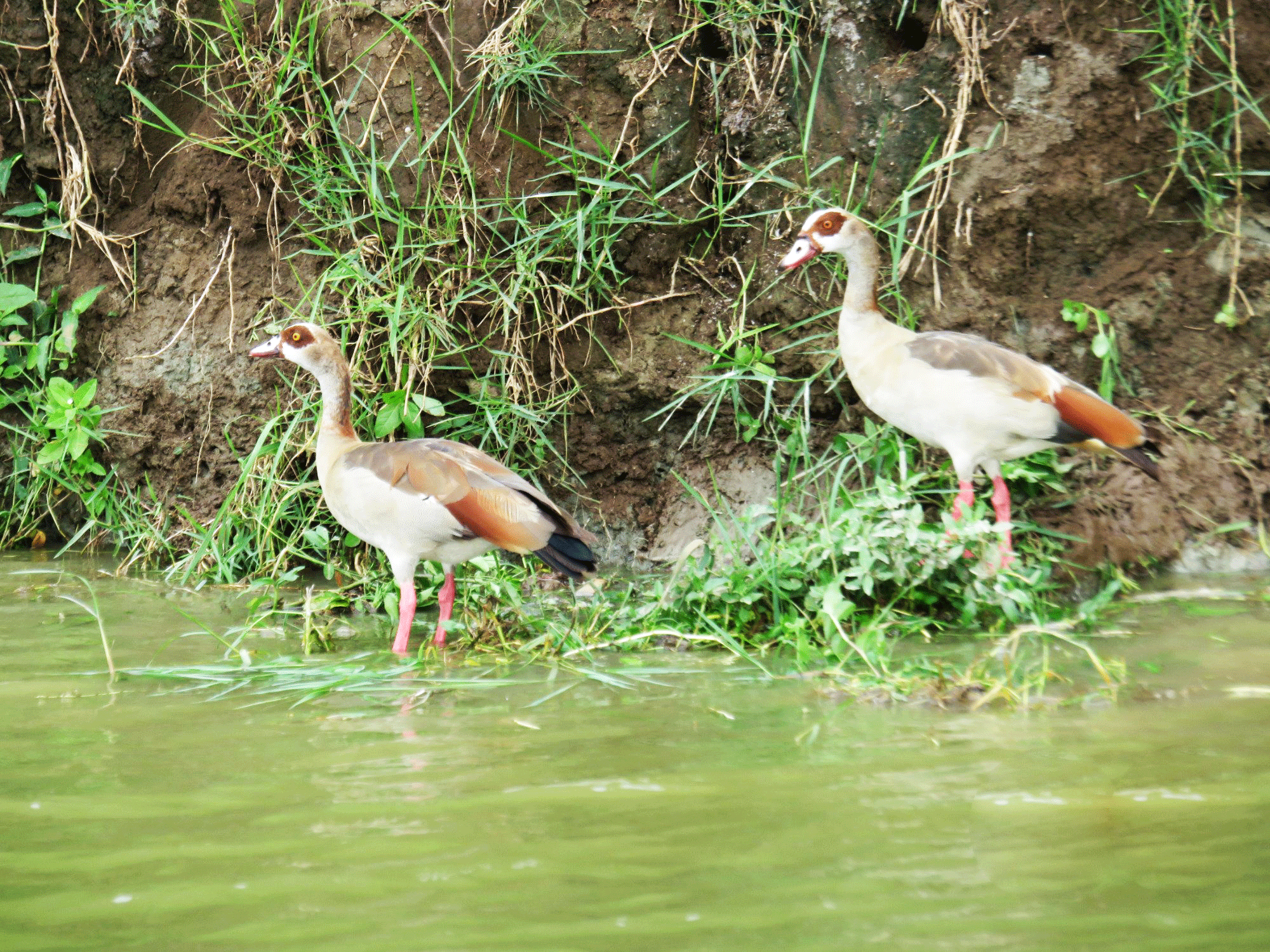 Birding Semuliki National Park, Uganda Birding Safari