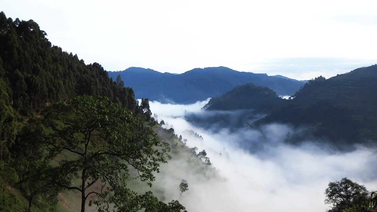 Bwindi Impenetrable Forest Uganda, Home of Gorillas