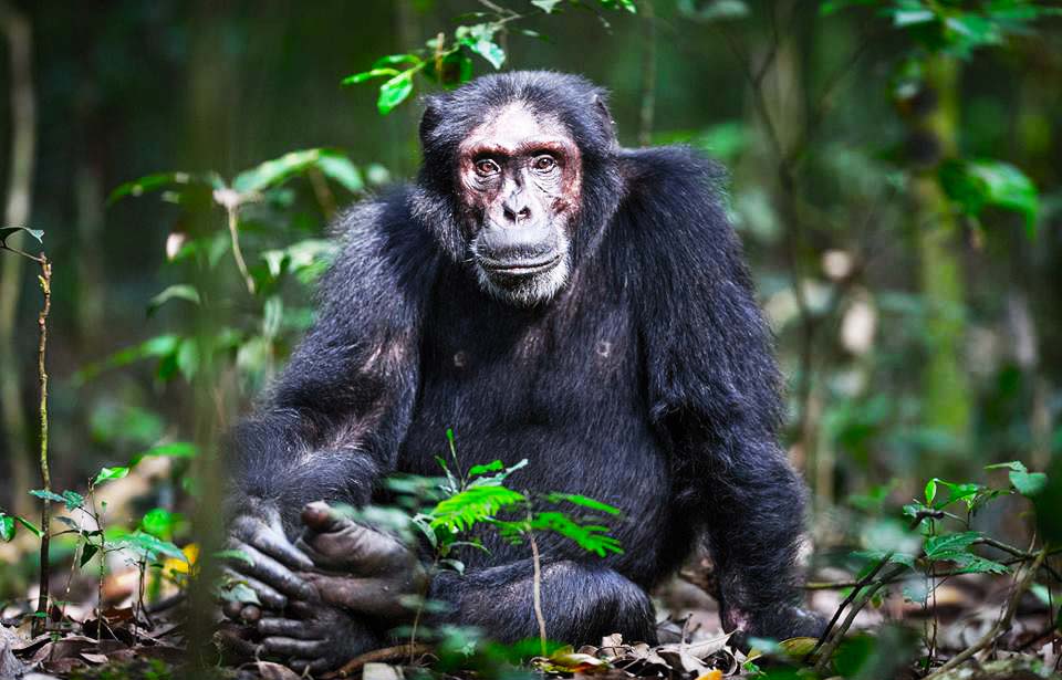 Chimpanzees Apes - Chimpanzee Tracking Uganda