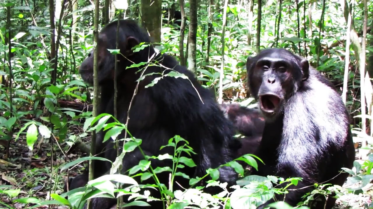 Chimpanzee Tracking Budongo Forest