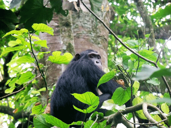 Chimpanzee Tracking Budongo Forest