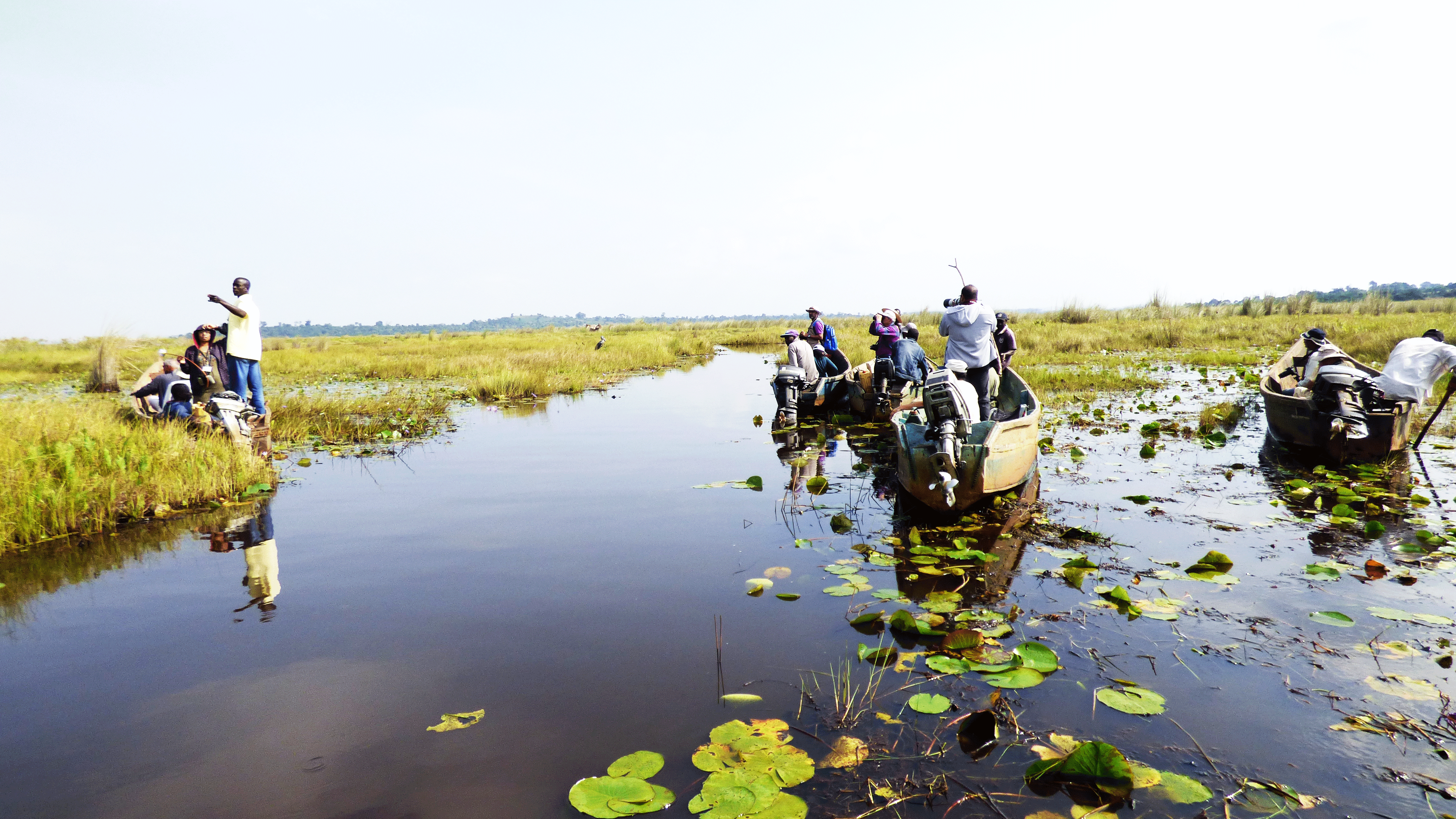 Mabamba_swamp_Island_Birding_Uganda