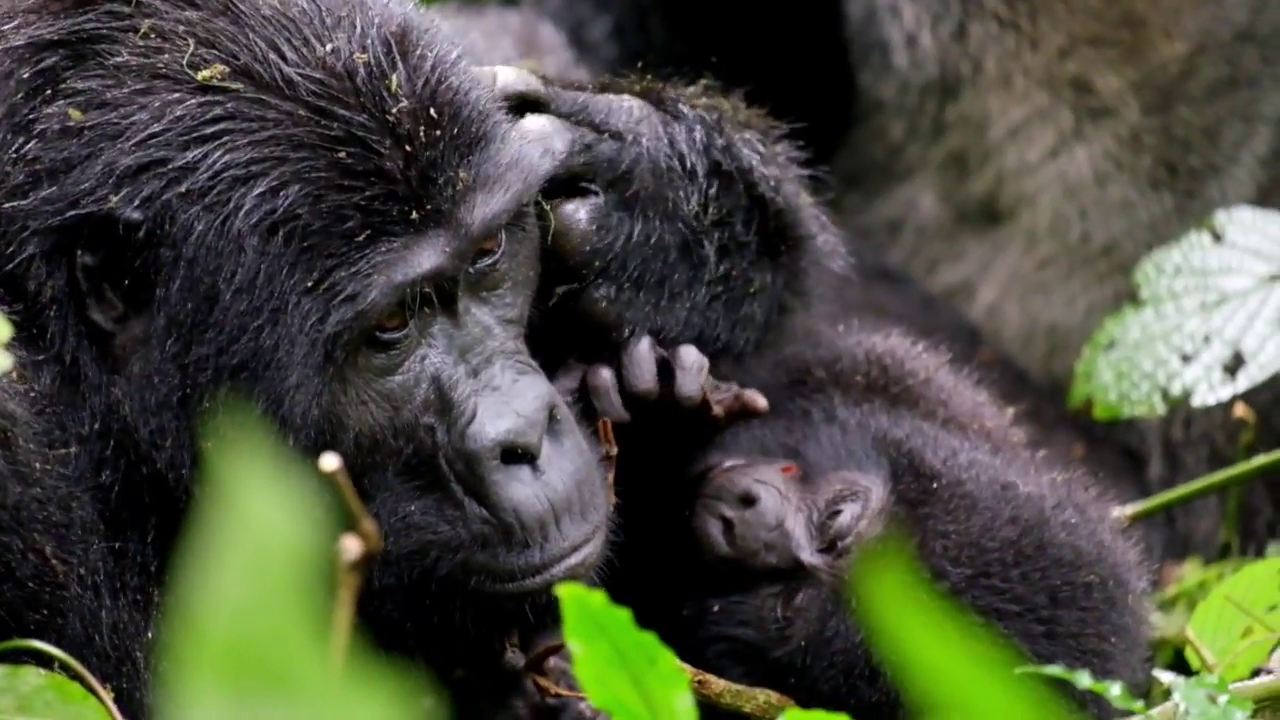 Uganda Gorillas in Bwindi, Mgahinga National Parks