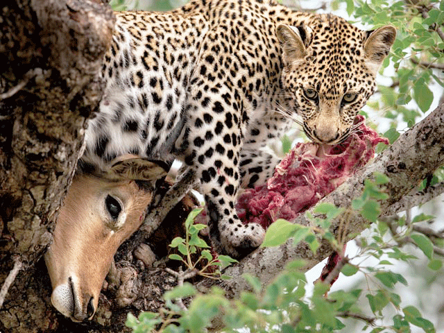 Visit Rwanda Leopards, Uganda Leopards, Kenya Leopards