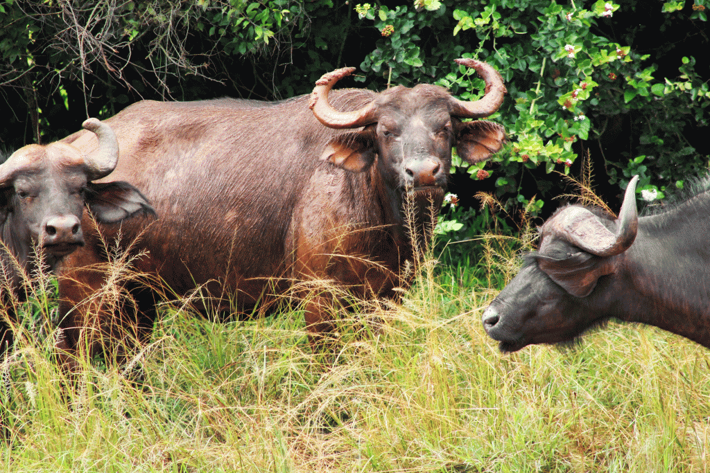 Uganda National Parks