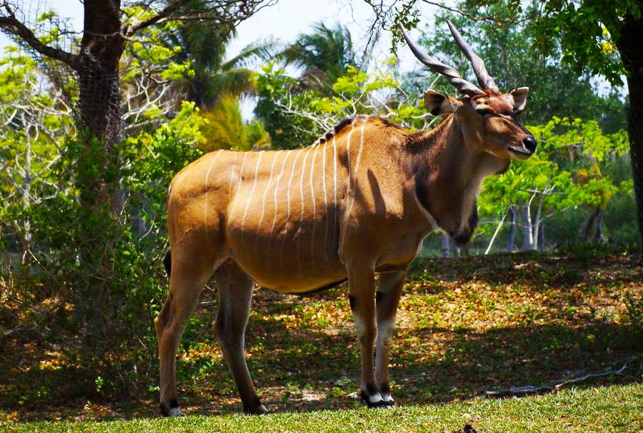 Giant eland wildlife Species Uganda Africa