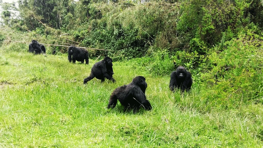 Volcanoes National Park Rwanda Wildlife