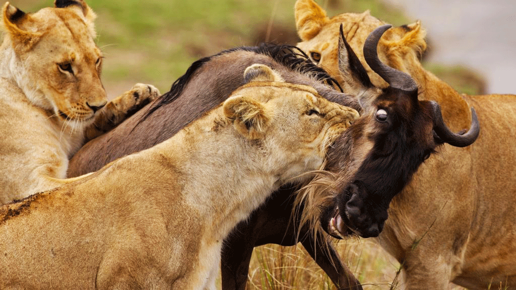 2 days masai mara Safari wildlife African wildebeests