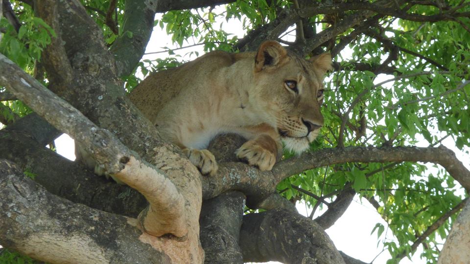 2 days queen Elizabeth national park Uganda Safari