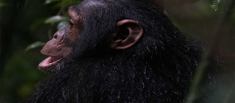 2 days tracking chimpanzees Uganda safari