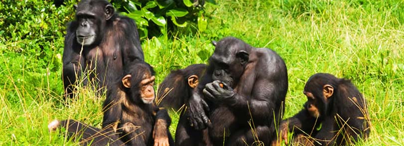 3 Days Kibale National Park Uganda Wildlife Safari